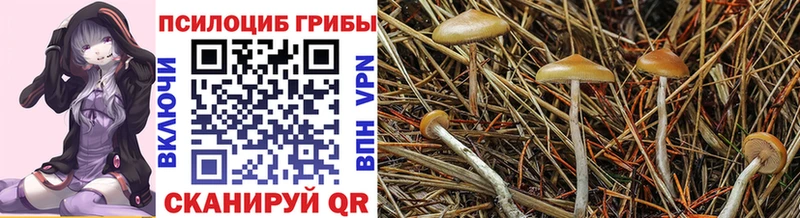 Галлюциногенные грибы Cubensis  Купить  Навашино 